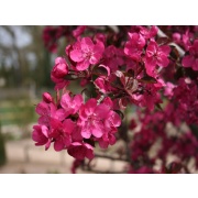 фотографии Яблоня декоративная Роялти 180-200H (лист темно-красный, цветки розовые)