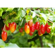 фотографии Лох многоцветковый Гуми (V2л) (плоды ярко-красн цвета с мелкими серебр точками:созрев в августе)