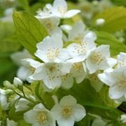 фотографии Жасмин садовый (Чубушник) Ауреус (V2л.) (лист желтый, цветки белые)
