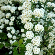 фотографии Спирея Ван-гутта  (V40л. Н100-125) (цветки белые)