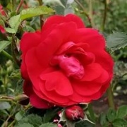 фотографии Роза канадская плетистая Генри Келси (ярко-красные, полумахровые, высота до 4 м)