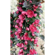 фотографии Яблоня Гранатовый Браслет (V5-7,5 л) (цветы светло лиловые, крупные, плоды красно-малиновые)