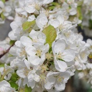 фотографии Яблоня декоративная Голден Хорнет (С40 Н250-300) (цветки светло-розовые, плоды мелкие, желтые.)