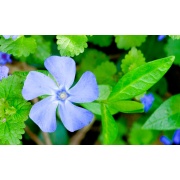 фотографии Барвинок большой (С1.5) (лист блестящий, цветки голубые)