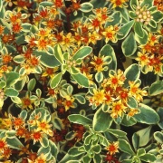 фотографии Седум камчатский Вариегата (Р9) (лист с белой каймой, цветки желтые)