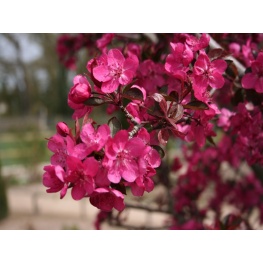 Яблоня декоративная Роялти 180-200H (лист темно-красный, цветки розовые)