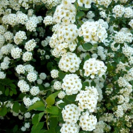 Спирея Ван-гутта  (V40л. Н100-125) (цветки белые)