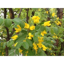 Акация желтая (Карагана древовидная) (V2-3л) (цветки ярко-желтые)