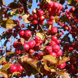 Яблоня декоративная Ред Дже (V50л.Н180-200) (крона плакучая,цветки белые, плоды красные)