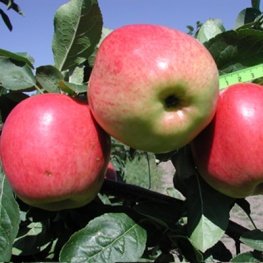 Яблоня Скала  (V5-10л) (осенний,зеленовато-желтый с размытыми красными полосами)