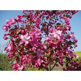 Яблоня декоративная Роялти (V30-40л.Н180-200) (лист темно-красный, цветки розовые)