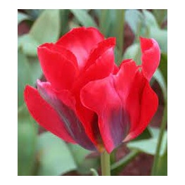 Тюльпан Зеленоцветный Ред Спринггрин 11-12/К 10шт