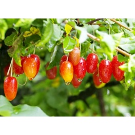 Лох многоцветковый Гуми (V2л) (плоды ярко-красн цвета с мелкими серебр точками:созрев в августе)