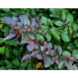Кизильник блестящий (С2/С3) (лист темно-зеленый,блестящий,цветки розоватые)
