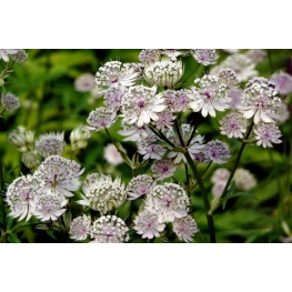 Астранция крупная Альба (V1.5л) (цветки белые)