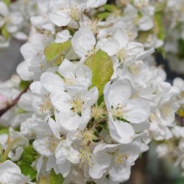 Яблоня декоративная Голден Хорнет (С40 Н250-300) (цветки светло-розовые, плоды мелкие, желтые.)