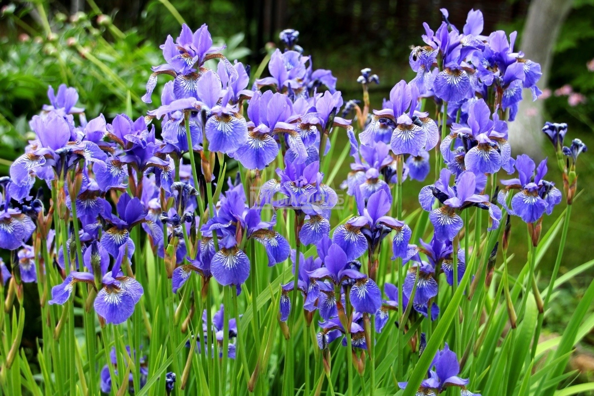 Сибирские ирисы фото. Ирис Касатик Сибирский. Ирис Сибирский Iris sibirica. Ирис Сибирский Дабл стандарт. Ирис Сибирский Блю Кинг.